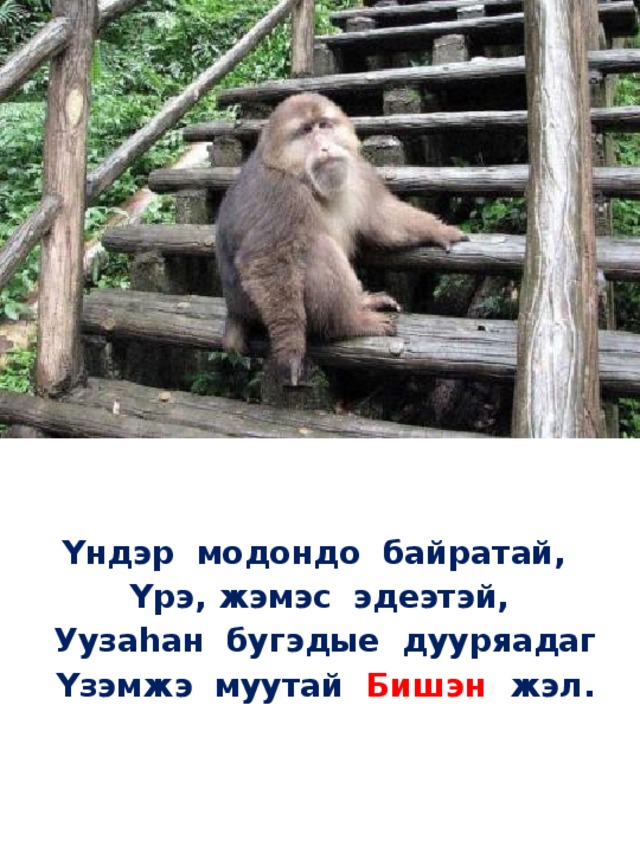  Yндэр модондо байратай,  Yрэ, жэмэс эдеэтэй,  Уузаhан бугэдые дууряадаг  Yзэмжэ муутай Бишэн жэл.   