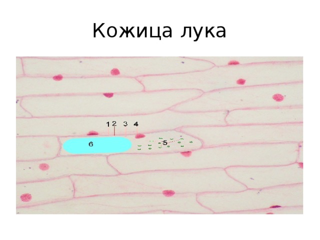 Кожица лука 