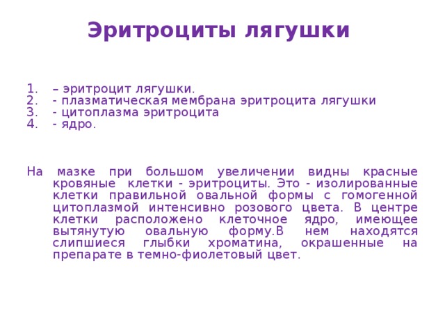 Эритроциты лягушки   – эритроцит лягушки. - плазматическая мембрана эритроцита лягушки - цитоплазма эритроцита - ядро. На мазке при большом увеличении видны красные кровяные клетки - эритроциты. Это - изолированные клетки правильной овальной формы с гомогенной цитоплазмой интенсивно розового цвета. В центре клетки расположено клеточное ядро, имеющее вытянутую овальную форму.В нем находятся слипшиеся глыбки хроматина, окрашенные на препарате в темно-фиолетовый цвет. 