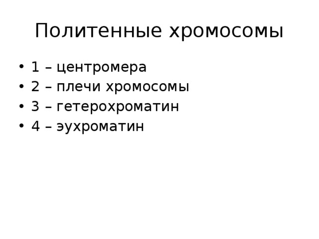 Политенные хромосомы 1 – центромера 2 – плечи хромосомы 3 – гетерохроматин 4 – эухроматин 