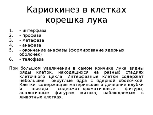 Кариокинез в клетках корешка лука - интерфаза - профаза - метафаза - анафаза - окончание анафазы (формирование ядерных оболочек) - телофаза При большом увеличении в самом кончике лука видны ряды клеток, находящихся на разных стадиях клеточного цикла. Интерфазные клетки содержат небольшие округлые ядра с ядерной оболочкой. Клетки, содержащие материнские и дочерние клубки и звезды содержат  хроматиновые фигуры, аналогичные фигурам митоза, наблюдаемым в животных клетках. 
