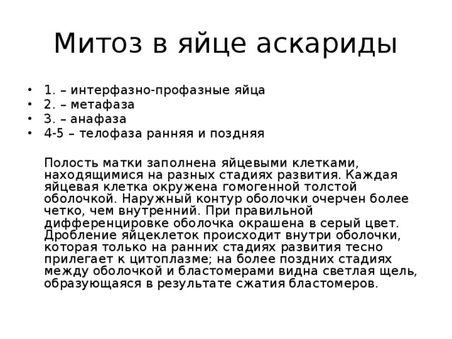 Митоз в яйце аскариды 1. – интерфазно-профазные яйца 2. – метафаза 3. – анафаза 4-5 – телофаза ранняя и поздняя  Полость матки заполнена яйцевыми клетками, находящимися на разных стадиях развития. Каждая яйцевая клетка окружена гомогенной толстой оболочкой. Наружный контур оболочки очерчен более четко, чем внутренний. При правильной дифференцировке оболочка окрашена в серый цвет. Дробление яйцеклеток происходит внутри оболочки, которая только на ранних стадиях развития тесно прилегает к цитоплазме; на более поздних стадиях между оболочкой и бластомерами видна светлая щель, образующаяся в результате сжатия бластомеров. 