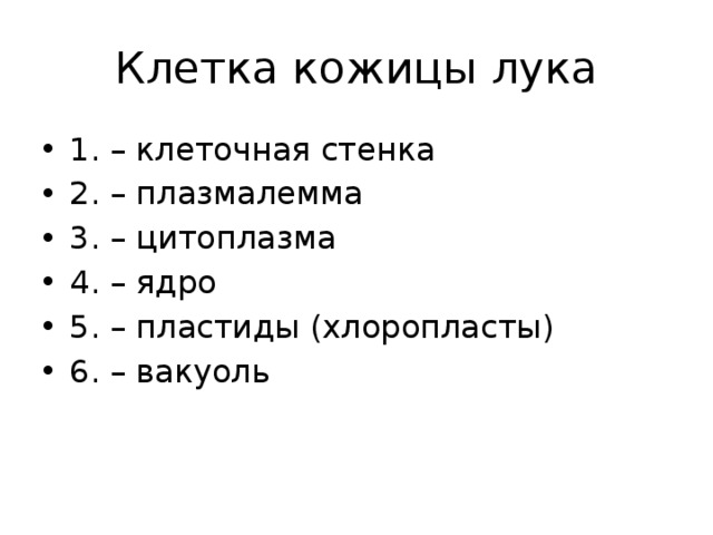 Клетка кожицы лука 1. – клеточная стенка 2. – плазмалемма 3. – цитоплазма 4. – ядро 5. – пластиды (хлоропласты) 6. – вакуоль 