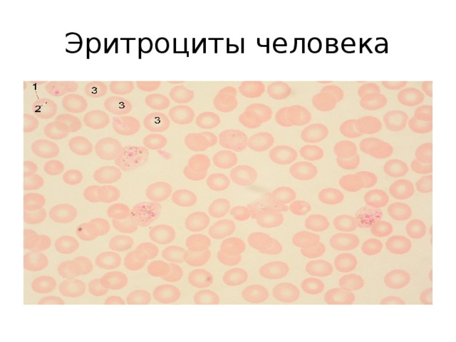 Эритроциты человека 