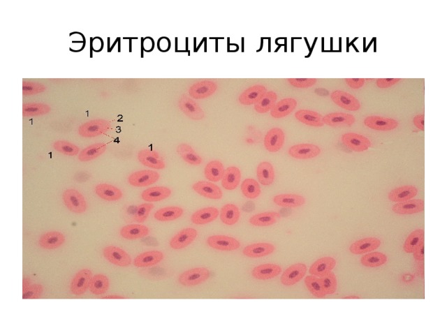 Эритроциты лягушки 