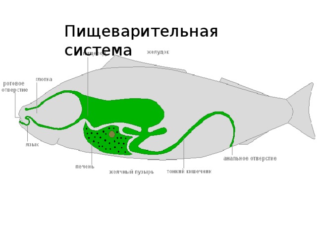 Пищеварительная система 