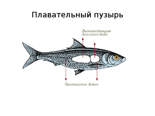 Плавательный пузырь 