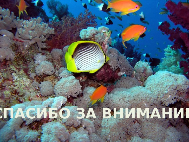 СПАСИБО ЗА ВНИМАНИЕ ! 