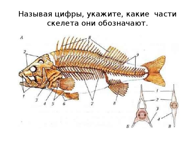 Называя цифры, укажите, какие части скелета они обозначают. 