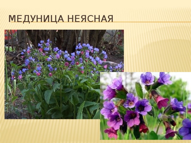 Медуница неясная 