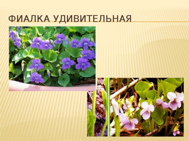 Фиалка удивительная 