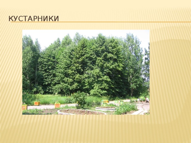 кустарники 
