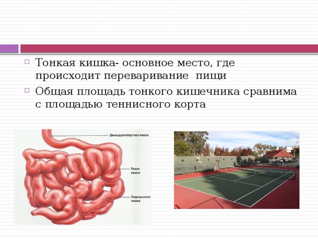 Тонкая кишка- основное место, где происходит переваривание пищи Общая площадь тонкого кишечника сравнима с площадью теннисного корта 