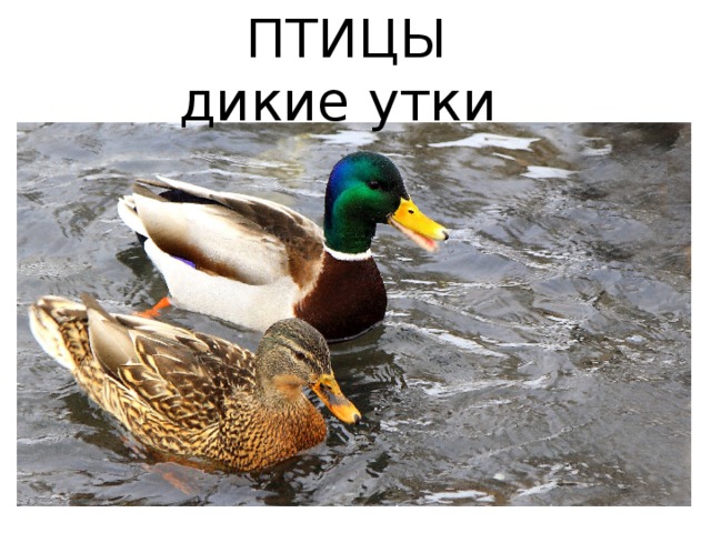 ПТИЦЫ дикие утки 