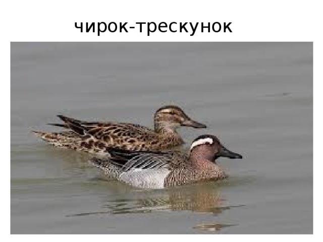 чирок-трескунок 