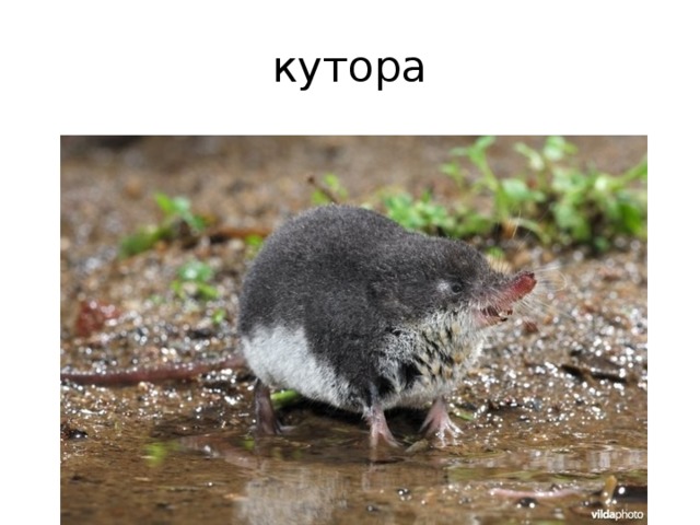 кутора 
