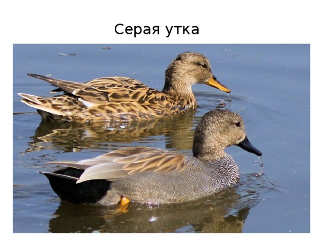 Серая утка 