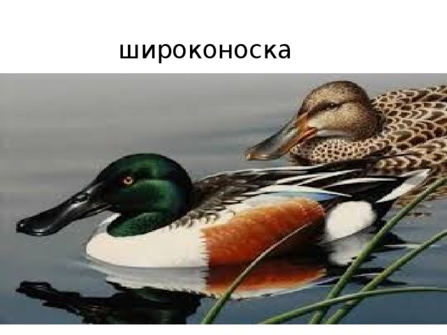 широконоска 
