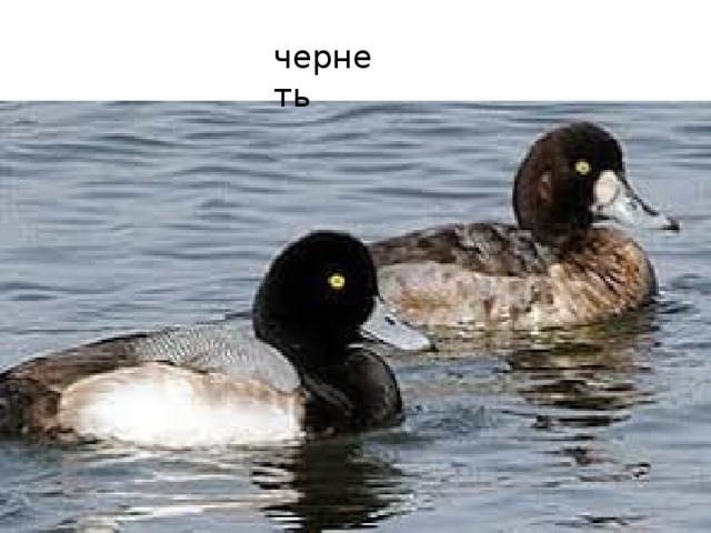 чернеть 