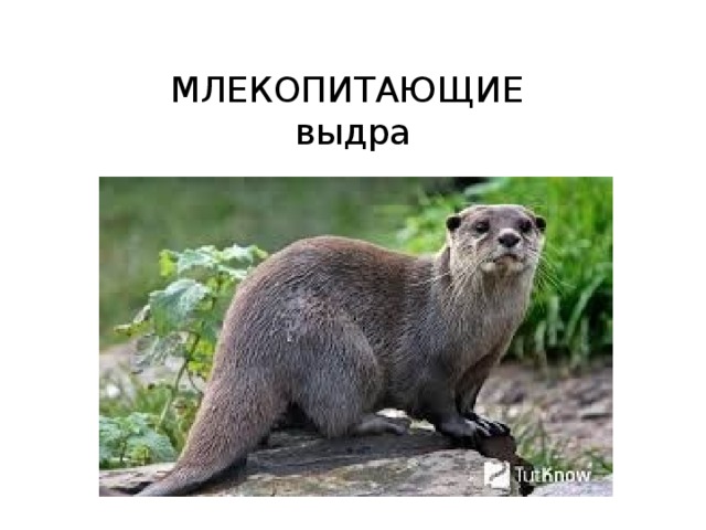  МЛЕКОПИТАЮЩИЕ  выдра 