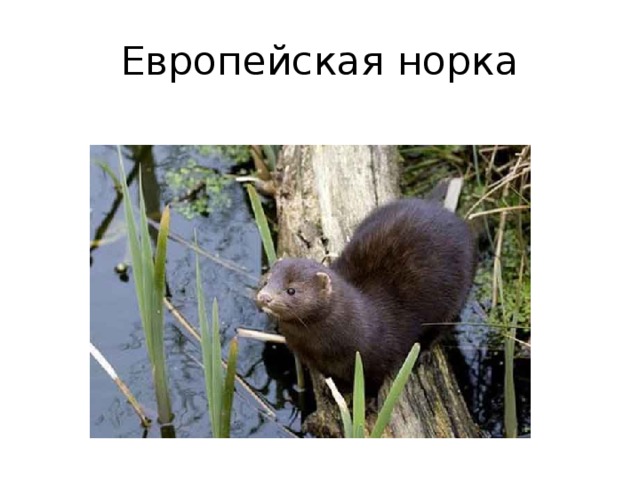 Европейская норка 