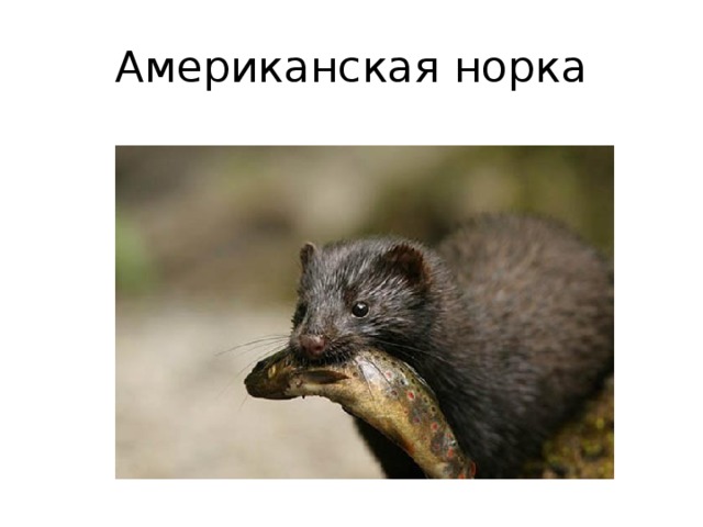 Американская норка 