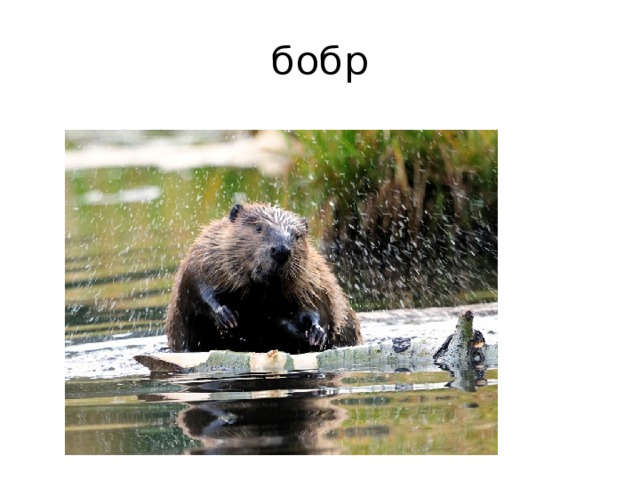 бобр 