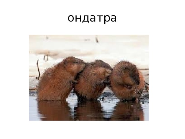 ондатра 