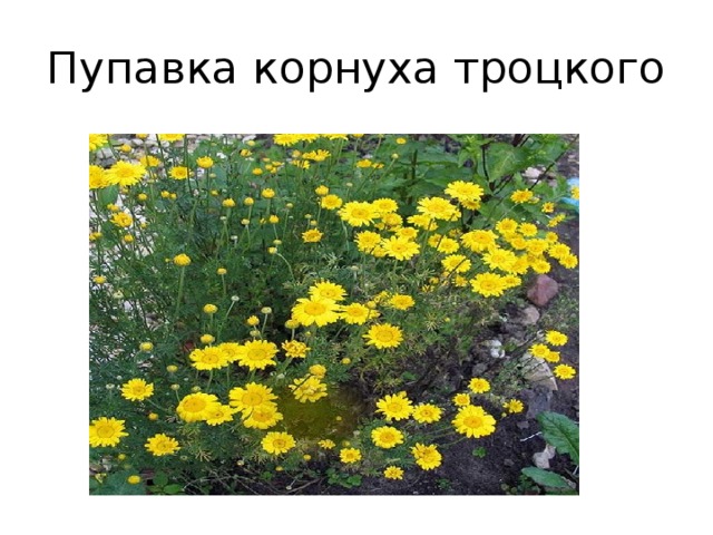 Пупавка корнуха троцкого 