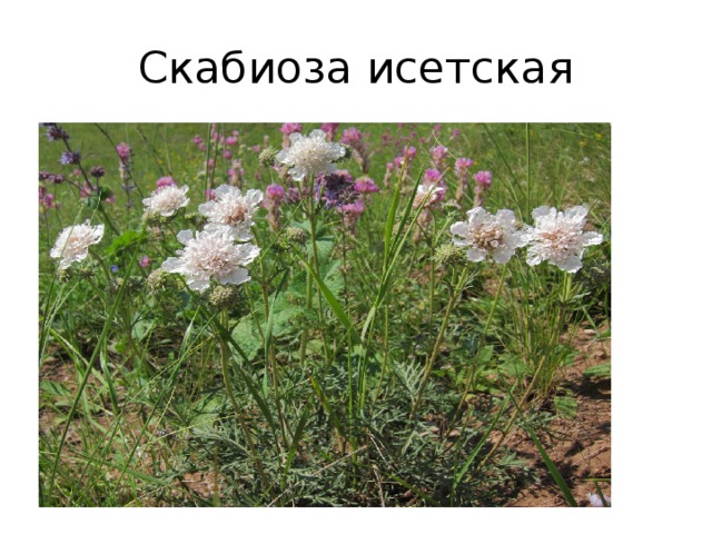 Скабиоза исетская 