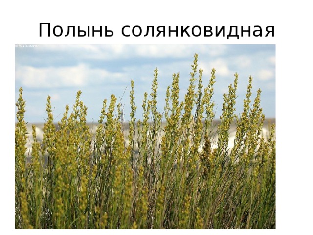 Полынь солянковидная 