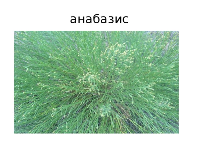 анабазис 