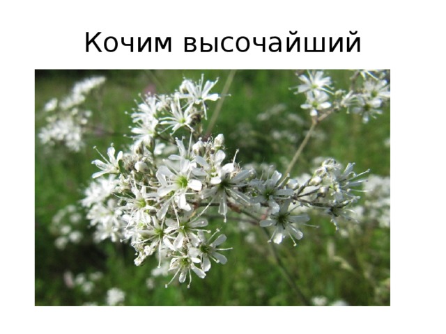 Кочим высочайший 
