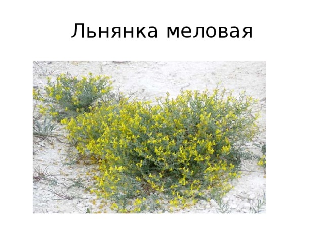 Льнянка меловая 
