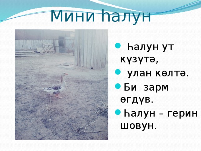  Мини haлун  Һалун ут күзүтə,  улан көлтə. Би зарм өгдүв. Һалун – герин шовун. 