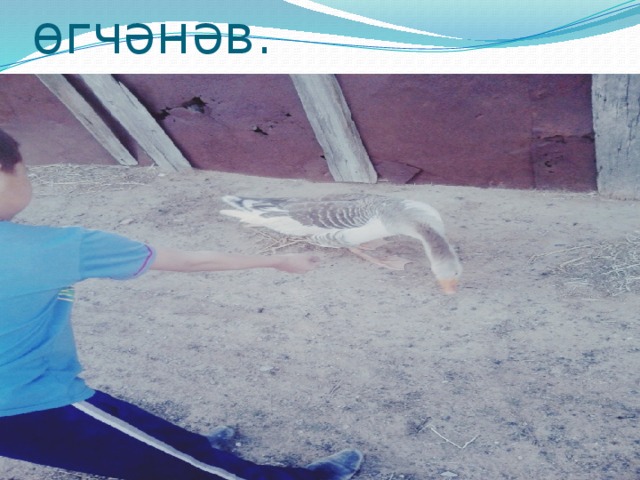 Би hалунд хот өгчәнәв. 