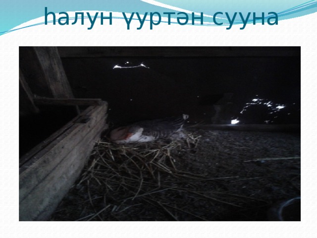 hалун ү yртән сууна 