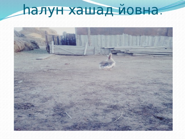 hалун хашад йовна . 