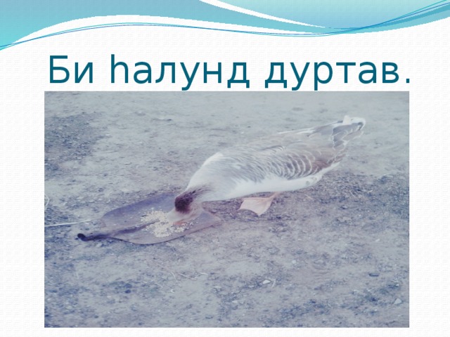  Би hалунд дуртав. 