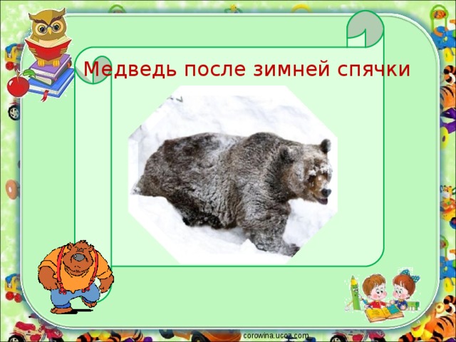 Медведь после зимней спячки corowina.ucoz.com 