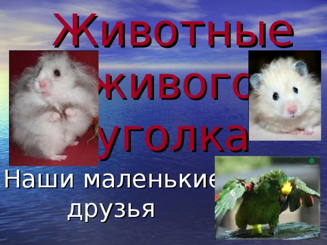 Животные живого уголка Наши маленькие друзья 