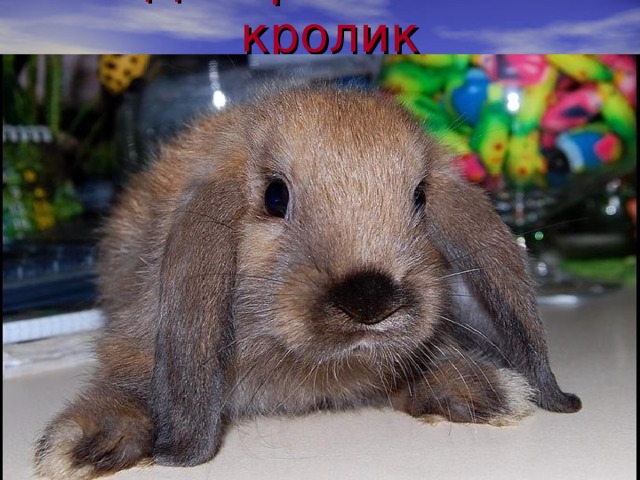 Декоративный кролик 