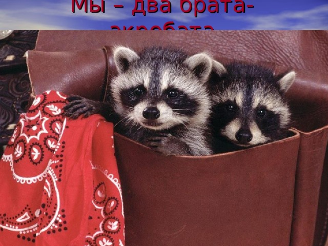 Мы – два брата-акробата 