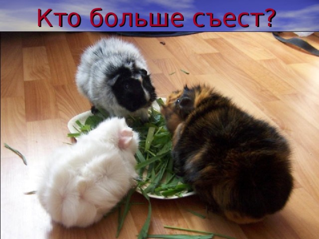 Кто больше съест ?    