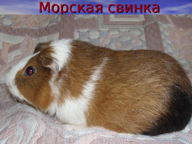 Морская свинка 