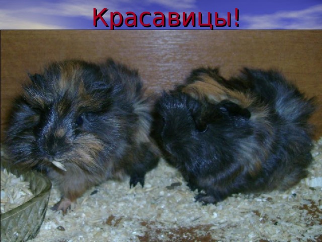 Красавицы! 