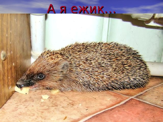 А я ежик… 