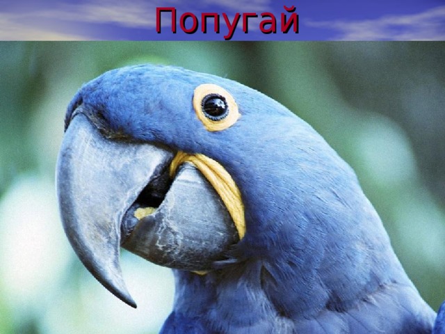 Попугай 
