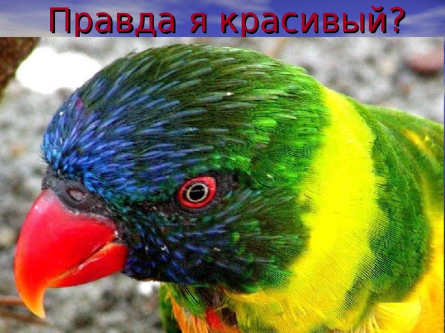 Правда я красивый ? 