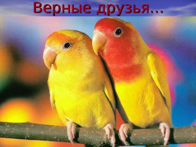 Верные друзья… 